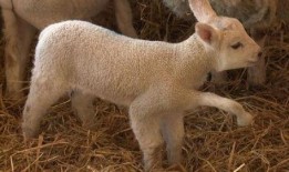 小羊最新爆料视频大全播放,精彩瞬间尽收眼底